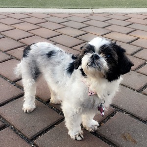 Team Page: Pepper's Fan Club